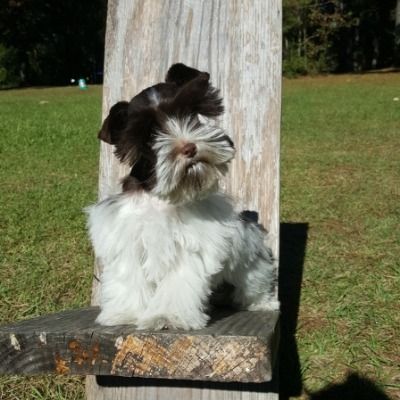 Small black-and-white dog sitting on a wooden bench outdoors in a sunny grassy field