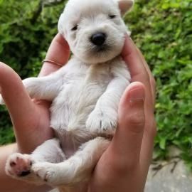 Small white puppy cradled in hands, eyes closed, with green grass in the background