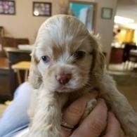 Small cream-colored puppy being held in a person’s hand indoors, with a cozy living room background.