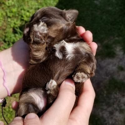 Tiny brown-and-white puppy cradled in hands outdoors, eyes closed and paws tucked in.