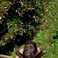 Person walking beneath dense green foliage, viewed from above