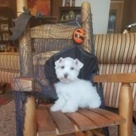 Small white dog sitting on a wooden chair in front of a wicker chair and striped couch.