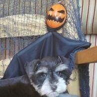 Small black-and-white dog in a draped black costume beside a Halloween pumpkin decoration