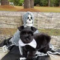 Black dog in a white bow tie sits in front of a Halloween skeleton decoration outdoors.