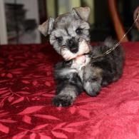 Small gray puppy sitting on a red blanket, with a leash out to the side.
