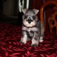 Small gray puppy sitting on a red patterned bedspread in a dimly lit room
