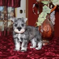 Small gray schnauzer puppy standing on a red patterned tablecloth beside a decorative vase