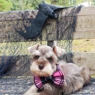 Small gray dog with a pink striped bow tie lying on a bench with  black Halloween decor behind it.