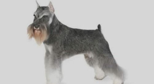 Gray and tan Schnauzer standing on a white background