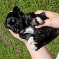 Black-and-white puppy being held in two hands over grass