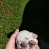 Tiny white puppy being held in a hand against a dark background, with grass nearby