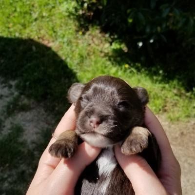 Tiny brown puppy with white paws being held in two hands outdoors on grass.