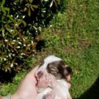 Tiny black-and-white puppy being held up in a hand outdoors near green grass and bushes
