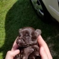 Tiny brown puppy being held in hands on grass, with a car in the background