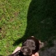 Small black dog being held over green grass in sunlight