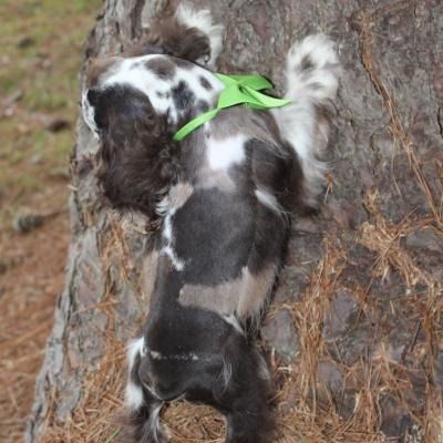 Black-and-white dog wearing a green harness leans on a tree trunk outdoors