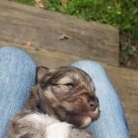 Sleeping puppy nestled on someone’s lap outdoors, with a wooden deck in the background
