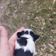 Small black-and-white puppy being held in a hand outdoors on grass and leaves