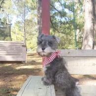 Small gray dog wearing a red plaid bandana sitting on a picnic table in a wooded park