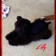 Black fluffy dog lying on a beige carpet near a wooden chair, with “Lily” in red text.