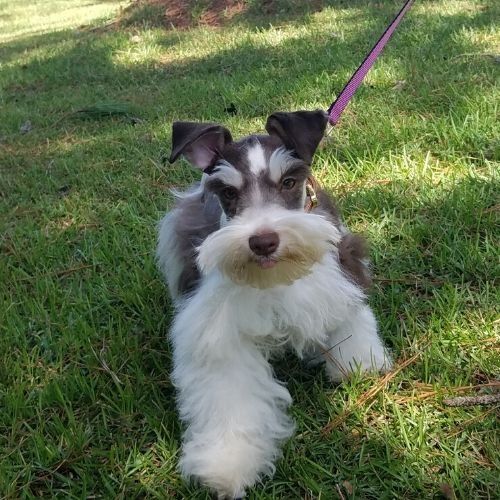 Small black-and-white puppy on a leash standing on grass outdoors
