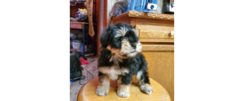 Small black-and-tan puppy sitting on a wooden chair in a home interior