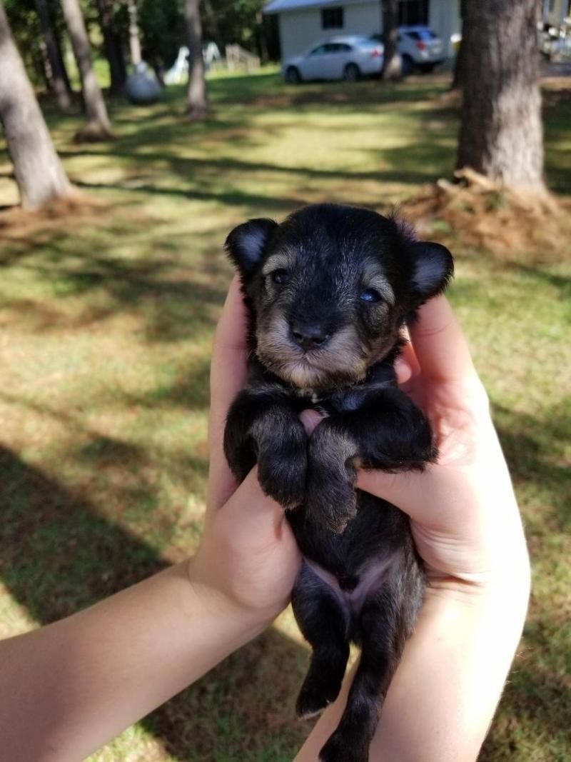 Tiny black puppy being held in both hands outdoors on a sunny grassy lawn