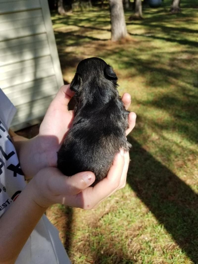Tiny black puppy held in cupped hands outdoors by a house on a sunny lawn