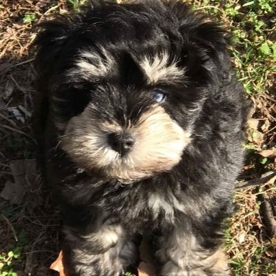 Small black-and-tan puppy sitting on grass in sunlight, looking up at the camera.