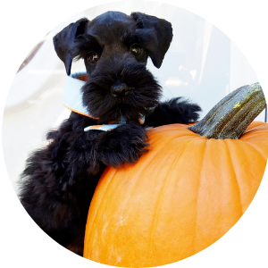 Black dog peeking over a bright orange pumpkin in a circular frame