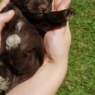 Small black puppy with a white chest patch being held in hands outdoors on grass