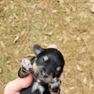 Tiny black-and-tan puppy being gently held in a hand outdoors on grass