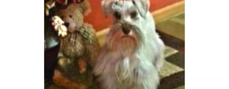 Small dog indoors,  gray and white with a long beard, sitting beside a brown teddy bear with a white flower collar.