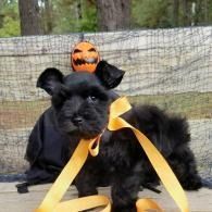 Black dog in a Halloween costume with yellow ribbons, sitting outdoors with a pumpkin decoration behind it