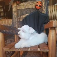 White fluffy puppy lying on a wooden chair beside a pumpkin-decorated doll in a cozy room