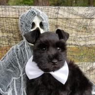 Black dog in a white collar in front of a Ghostface figure outdoors
