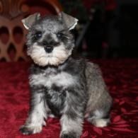 Small gray Schnauzer puppy sitting on a red blanket