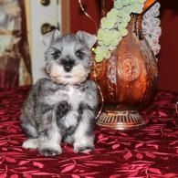 Small gray-and-white puppy sitting on a red patterned cloth beside a decorative vase