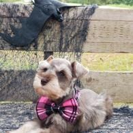 Small gray dog wearing a pink plaid bow tie, sitting outdoors in front of a wooden fence.