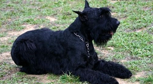 Black dog lying on grass, wearing a chain collar, facing right.