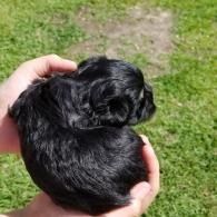 Tiny black puppy curled in hands on green grass outdoors