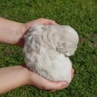 Small white fluffy puppy being held in two hands over grass