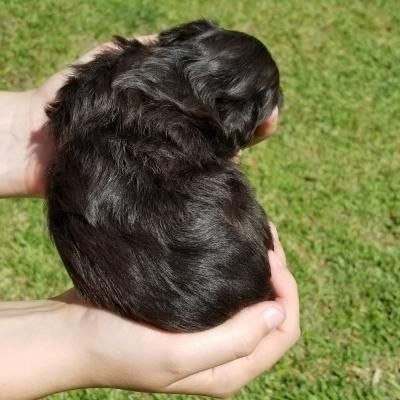Small black puppy cradled in hands over green grass