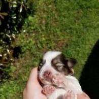 Newborn puppy being held in a hand outdoors on green grass