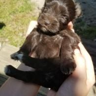 Tiny black puppy being held in two hands outdoors in sunlight