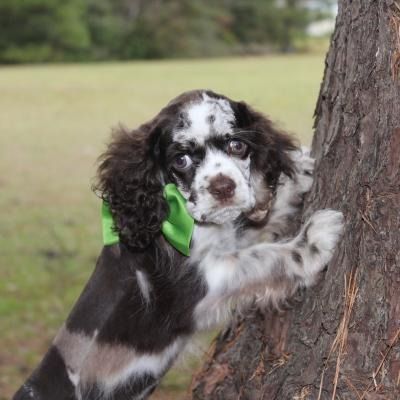 Black-and-white puppy with a green bow leaning up against a tree outdoors