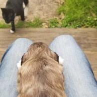 Brown dog between someone’s jean-clad knees, looking down from a wooden step toward a black cat below.