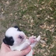 Small black-and-white puppy held in a hand, with one paw raised over grass outdoors.