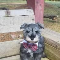 Small gray puppy wearing a red plaid bow tie, sitting on a wooden bench outdoors.