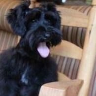 Black dog with tongue out sitting on a wooden chair indoors